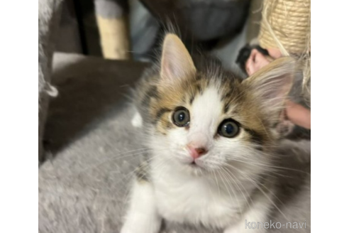成約済の埼玉県のノルウェージャンフォレストキャット-49444の1枚目